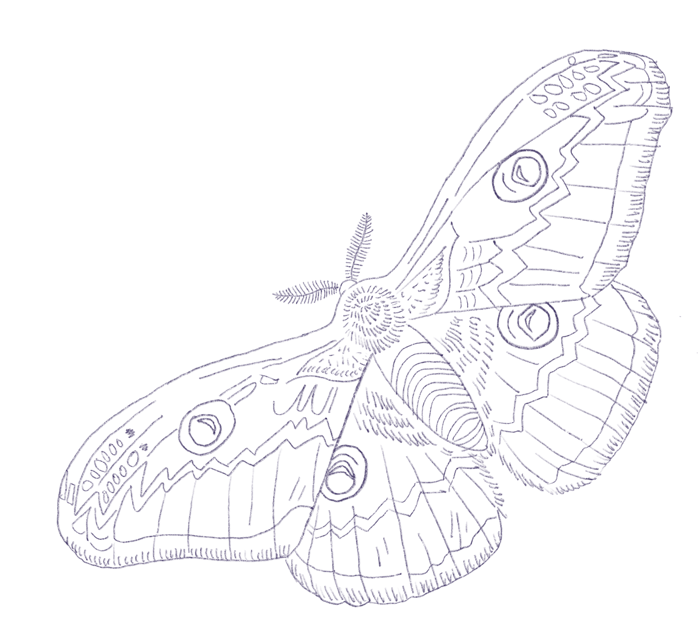 Hannele’s purple line drawing of a moth